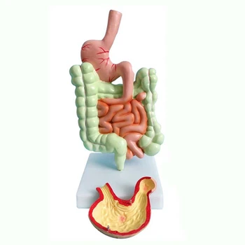 Модел на храносмилателната система на човека Анатомия на стомаха, Дебело черво Сляпо черво на ректум дванадесетопръстник Модел на структурата на вътрешните органи на човека